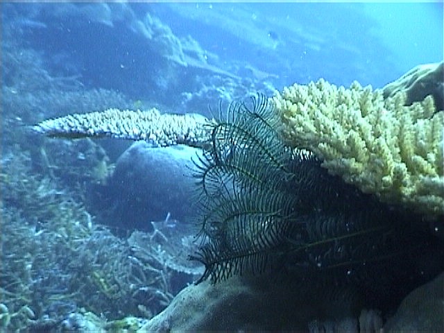 coralferns.jpg